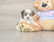 6 week old Teddy Bear Puppy For Sale - Premier Pups