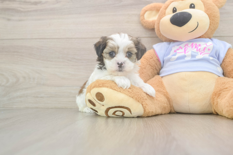 6 week old Teddy Bear Puppy For Sale - Premier Pups
