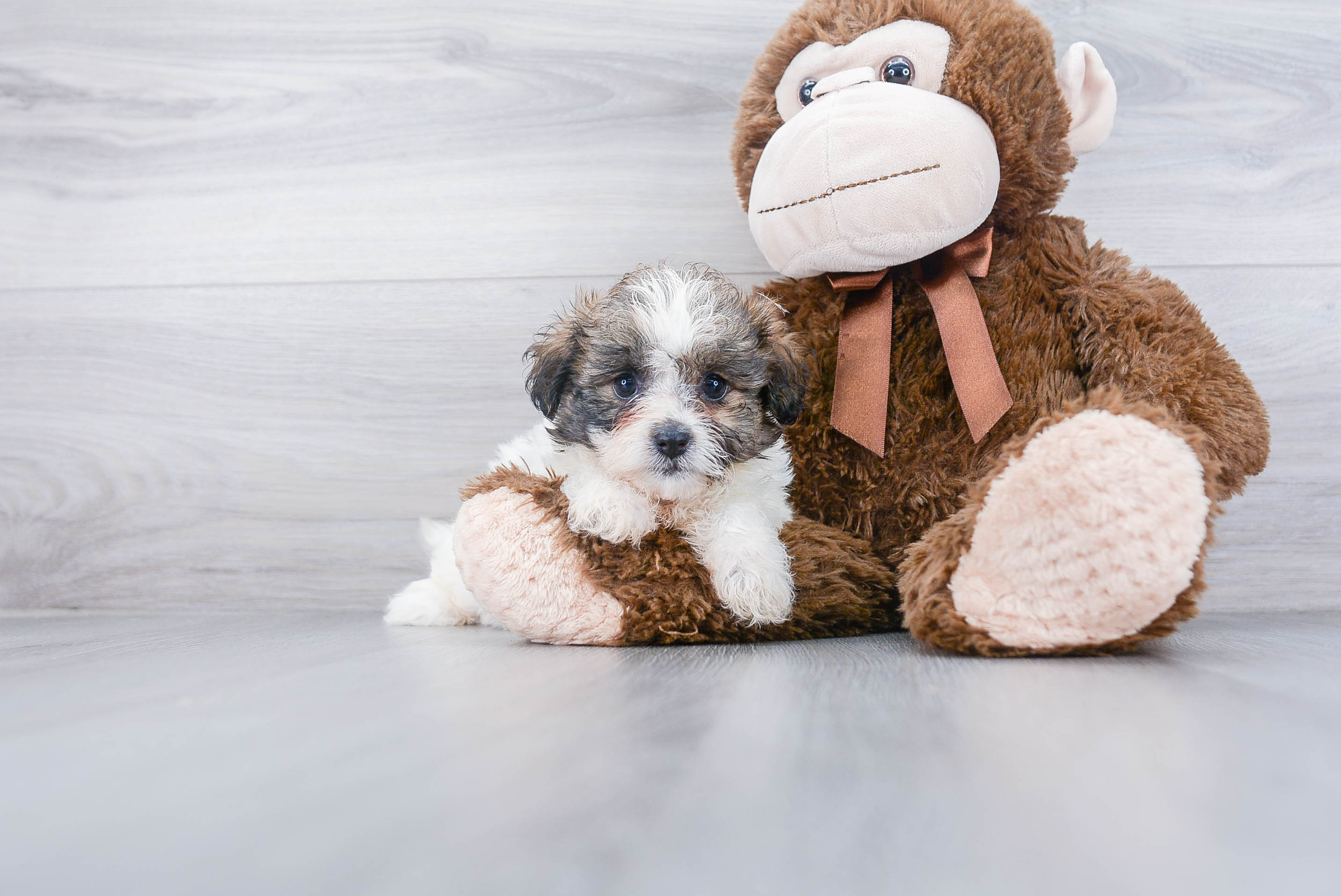 Playful Shi Chon Designer Puppy