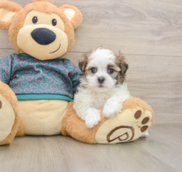 7 week old Teddy Bear Puppy For Sale - Premier Pups
