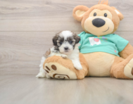 7 week old Teddy Bear Puppy For Sale - Premier Pups