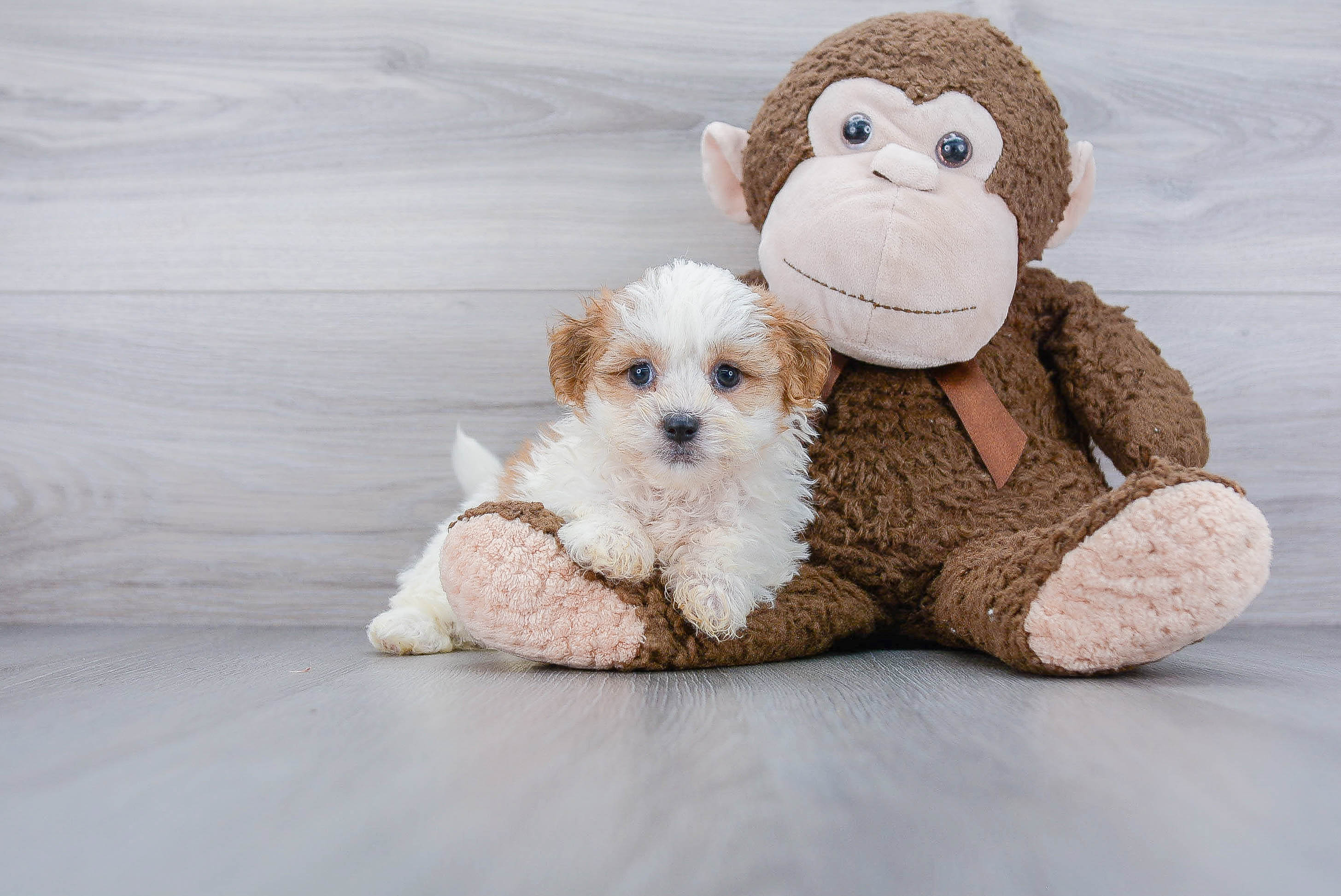 Happy Teddy Bear Baby