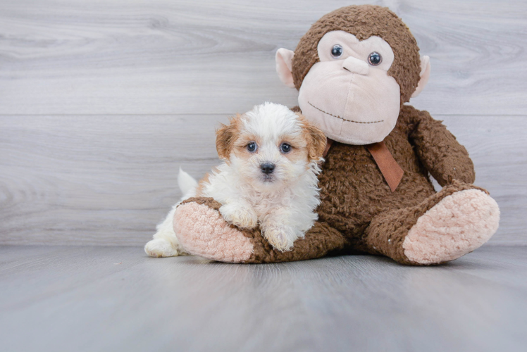 Happy Teddy Bear Baby