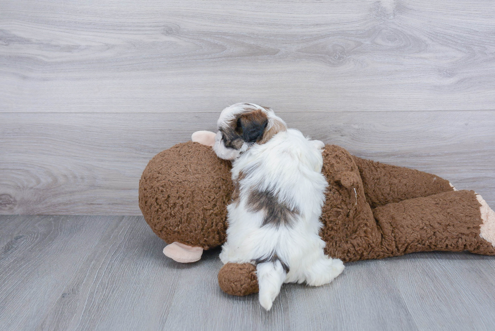 Teddy Bear Pup Being Cute