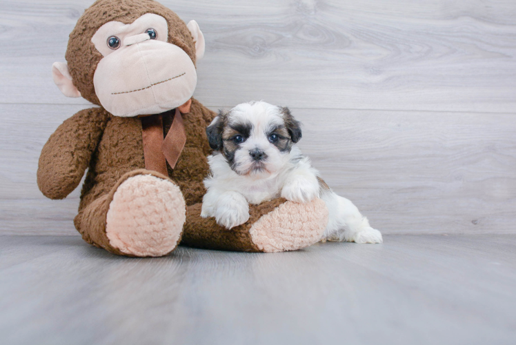 Happy Teddy Bear Baby