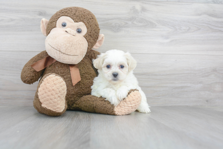 Teddy Bear Pup Being Cute