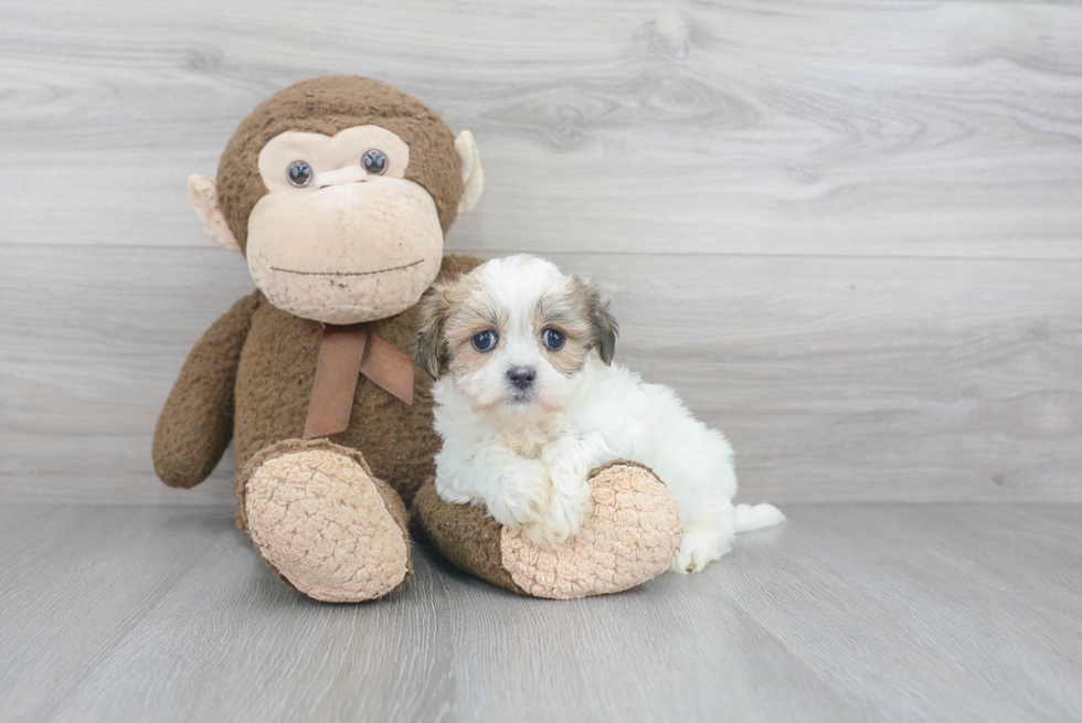 Funny Teddy Bear Designer Pup