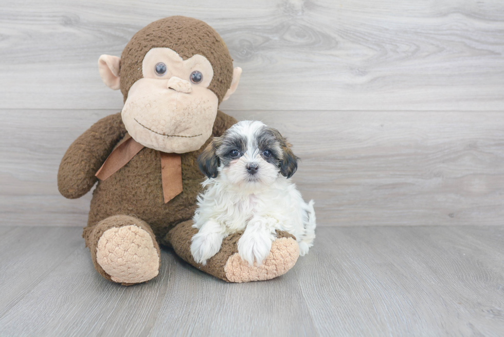 Teddy Bear Pup Being Cute