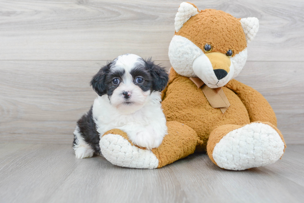 Funny Teddy Bear Designer Pup