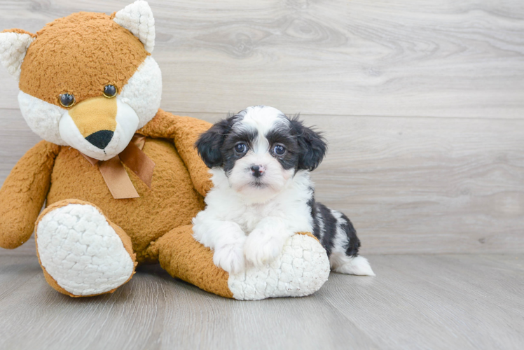 Teddy Bear Pup Being Cute