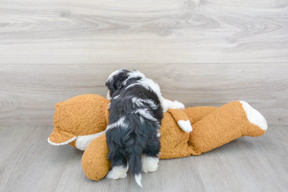 Teddy Bear Puppy for Adoption