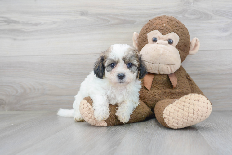 Teddy Bear Pup Being Cute