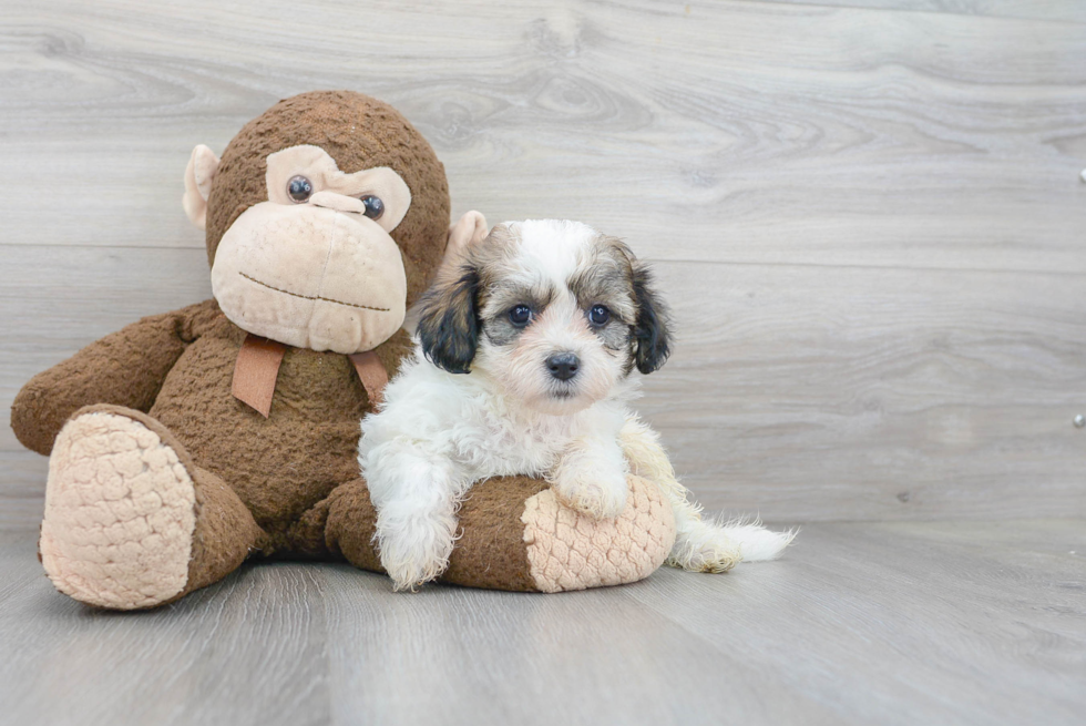 Teddy Bear Pup Being Cute