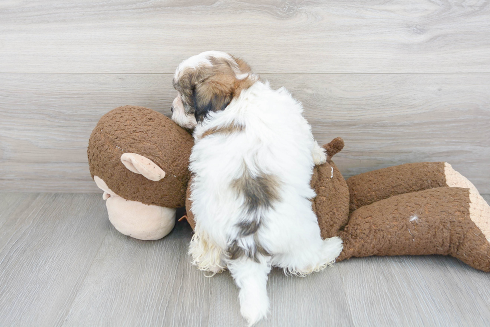 Teddy Bear Pup Being Cute