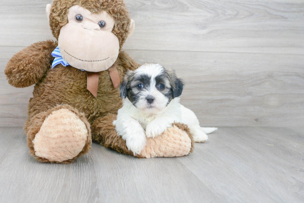 Fluffy Teddy Bear Designer Pup