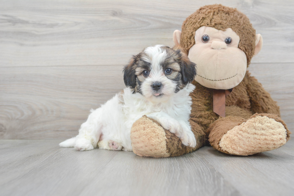 Teddy Bear Pup Being Cute