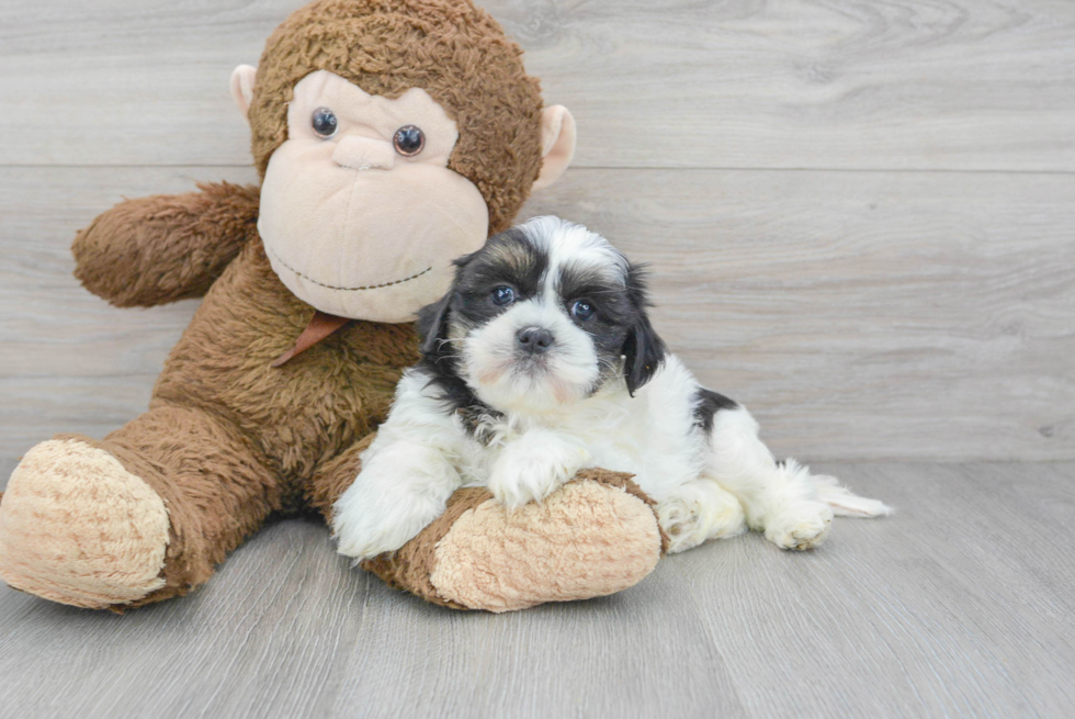 Teddy Bear Pup Being Cute