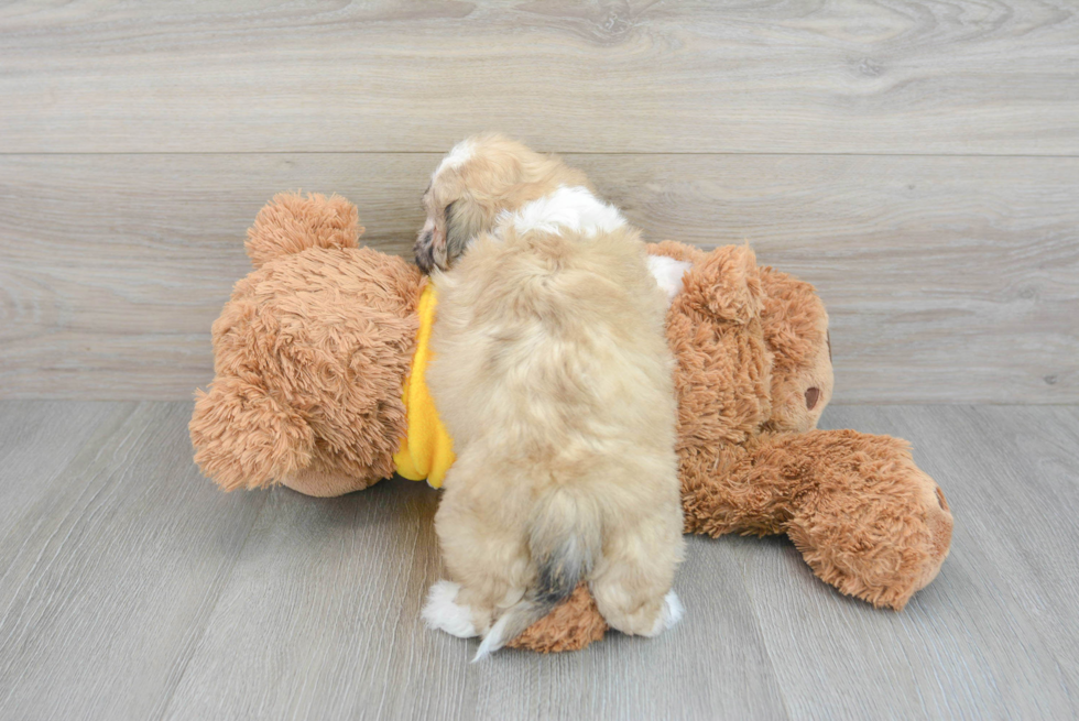 Sweet Teddy Bear Baby