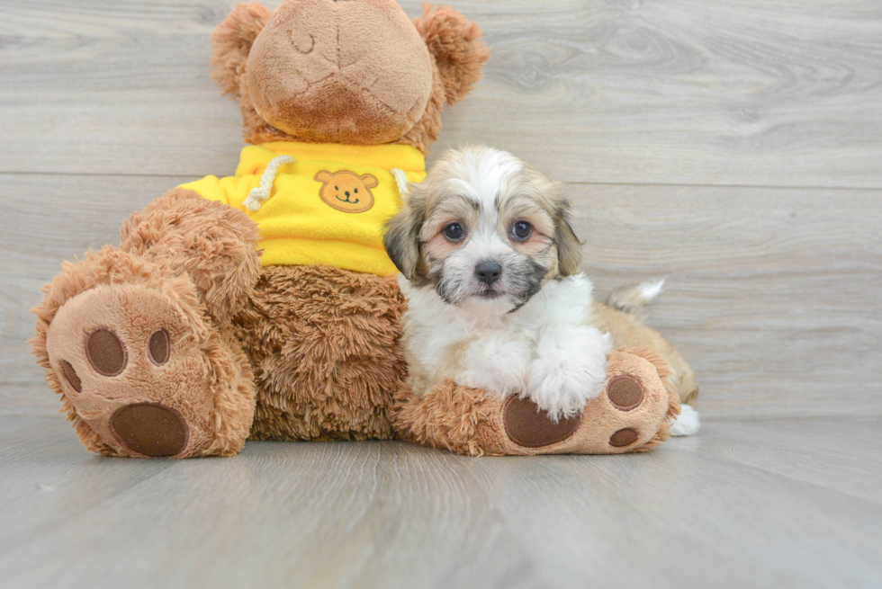 Playful Shitzu Designer Puppy