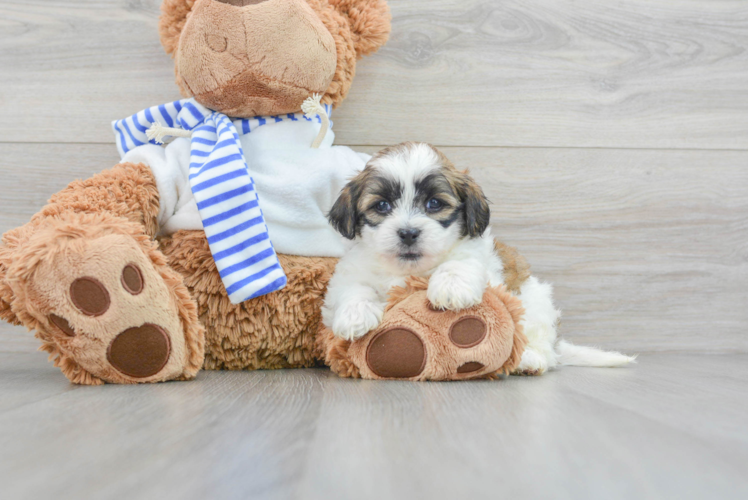 Petite Teddy Bear Designer Pup