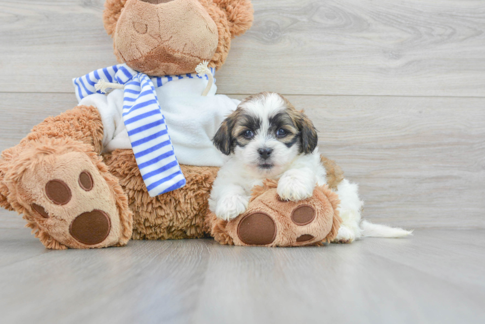 Petite Teddy Bear Designer Pup
