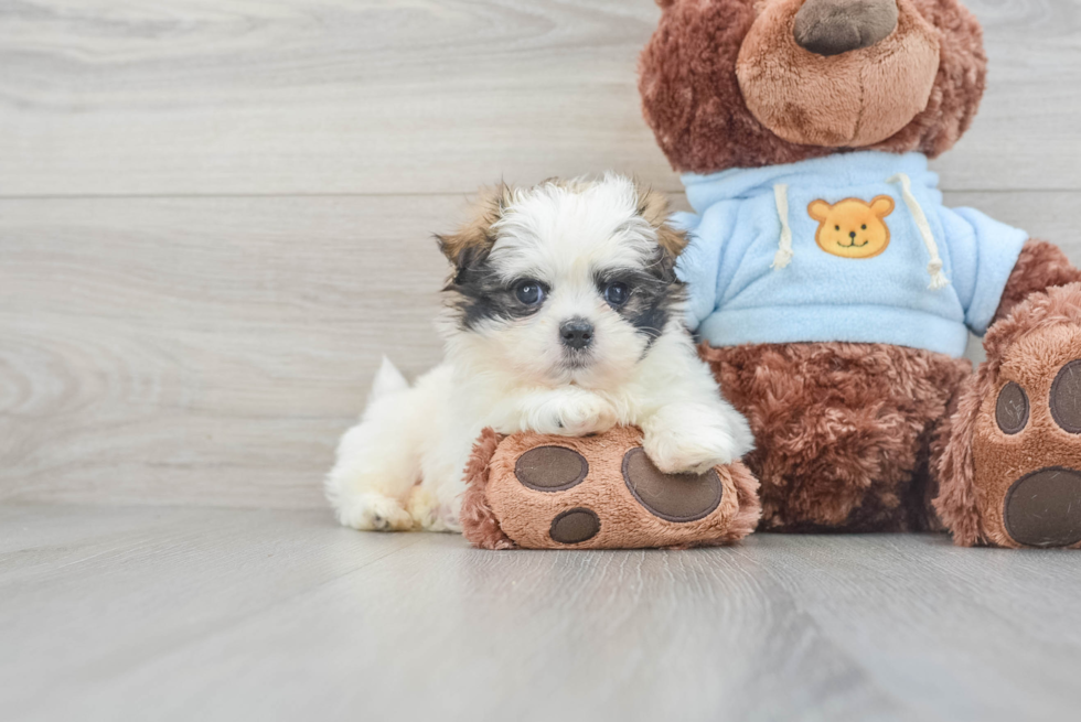 Smart Teddy Bear Designer Pup