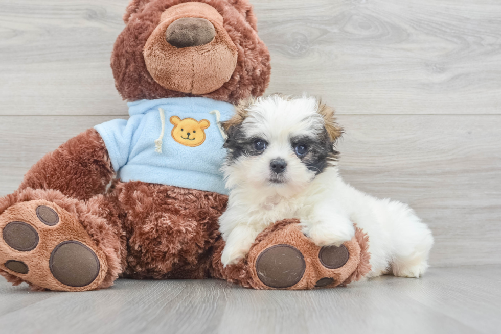 Best Teddy Bear Baby