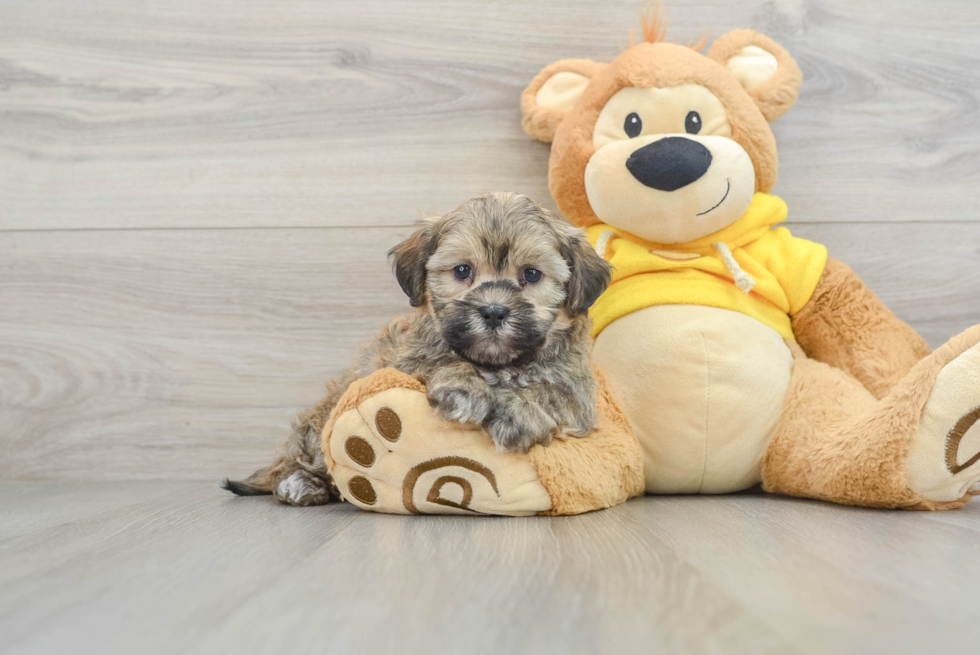 Petite Teddy Bear Designer Pup