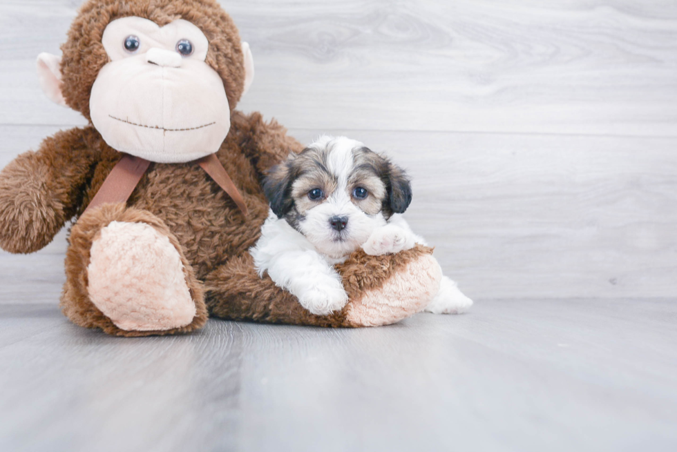 Teddy Bear Pup Being Cute