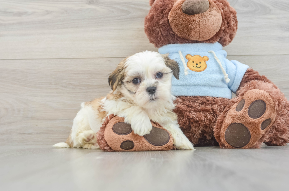 6 week old Teddy Bear Puppy For Sale - Premier Pups