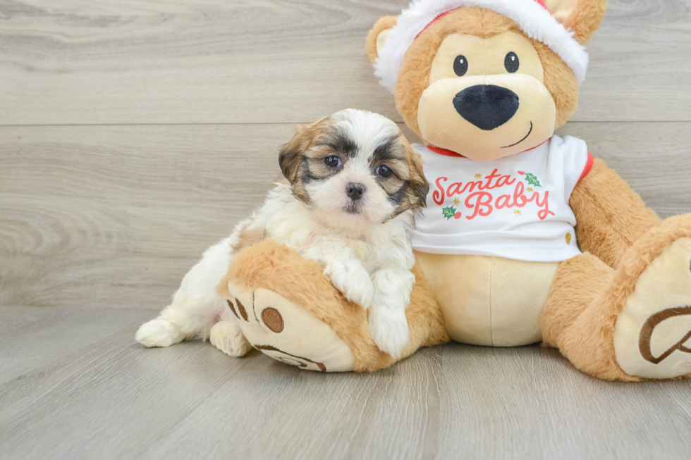 Teddy Bear Pup Being Cute