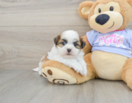 6 week old Teddy Bear Puppy For Sale - Premier Pups