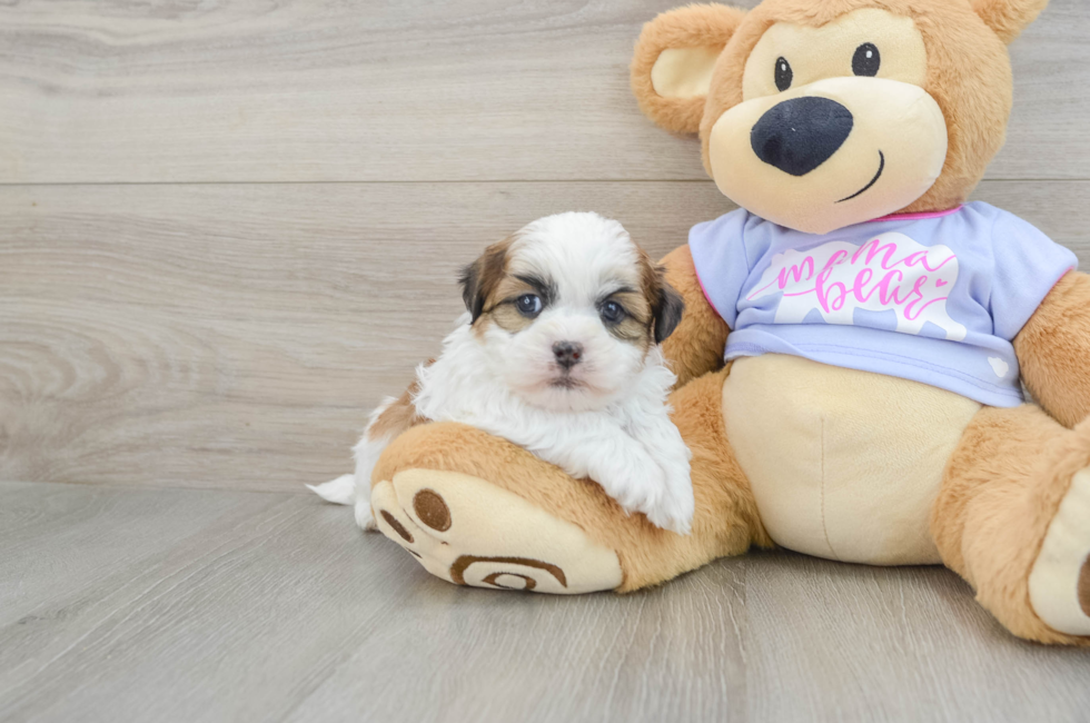 6 week old Teddy Bear Puppy For Sale - Premier Pups