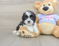 6 week old Teddy Bear Puppy For Sale - Premier Pups