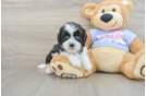 Playful Shi Chon Designer Puppy