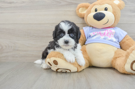 Playful Shi Chon Designer Puppy
