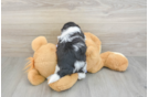 Best Teddy Bear Baby