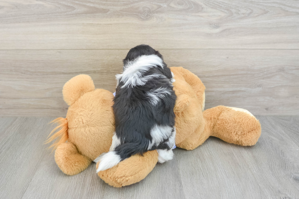 Best Teddy Bear Baby