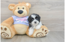 Little Shichon Designer Puppy