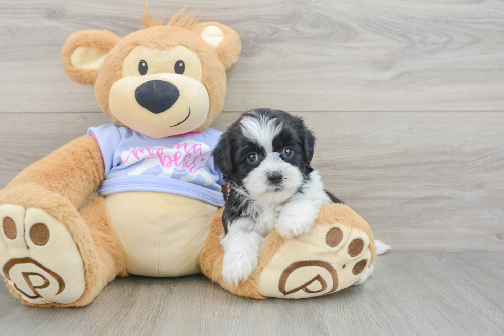 Little Shichon Designer Puppy