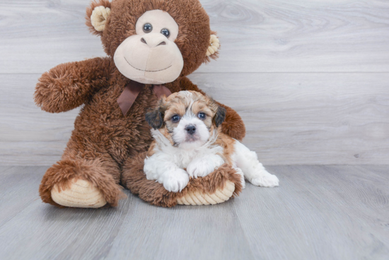 Teddy Bear Pup Being Cute