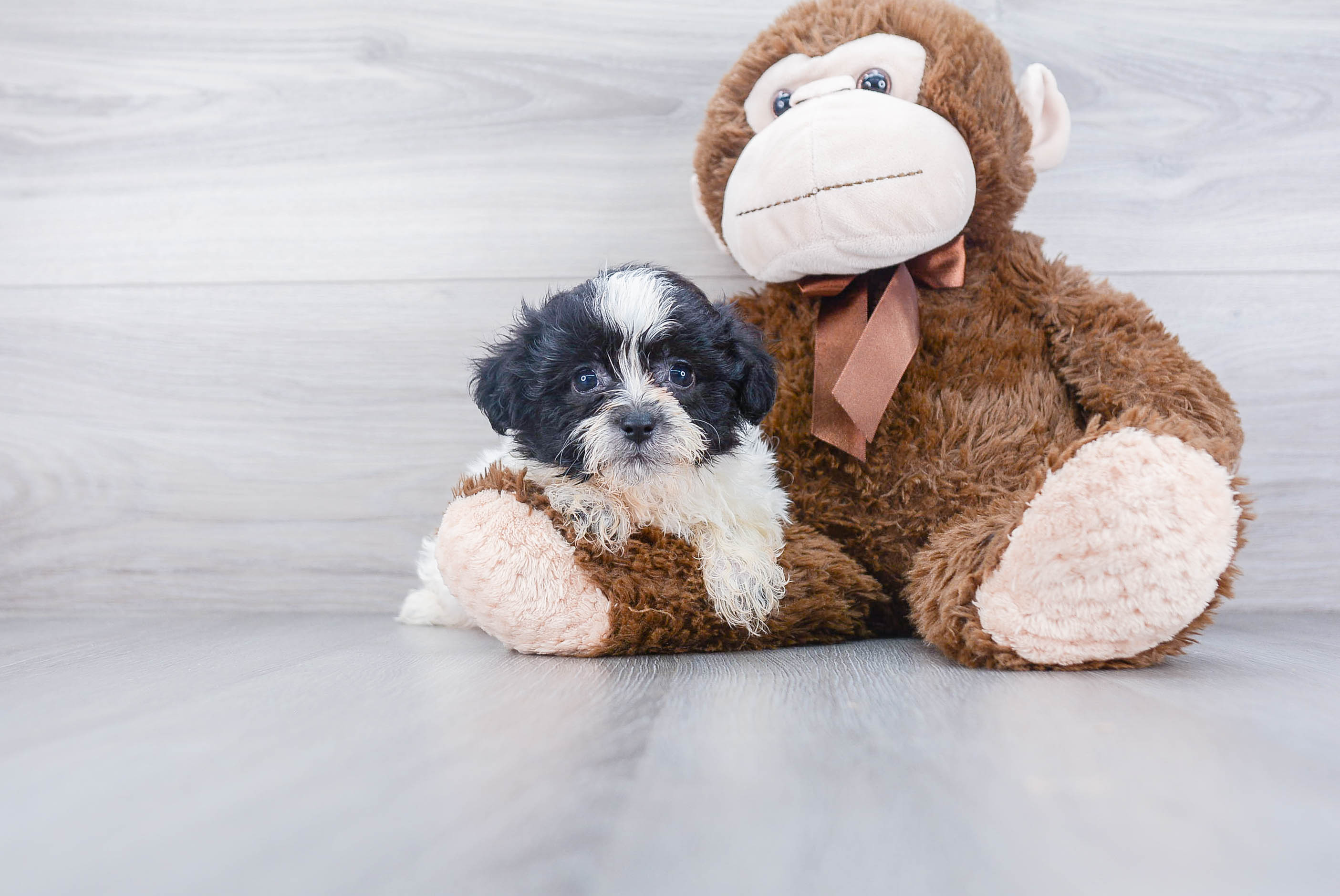 Best Teddy Bear Baby