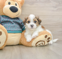 6 week old Teddy Bear Puppy For Sale - Premier Pups