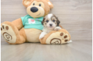 Energetic Shichon Designer Puppy