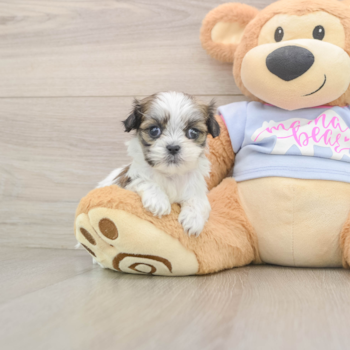 Teddy Bear Pup Being Cute