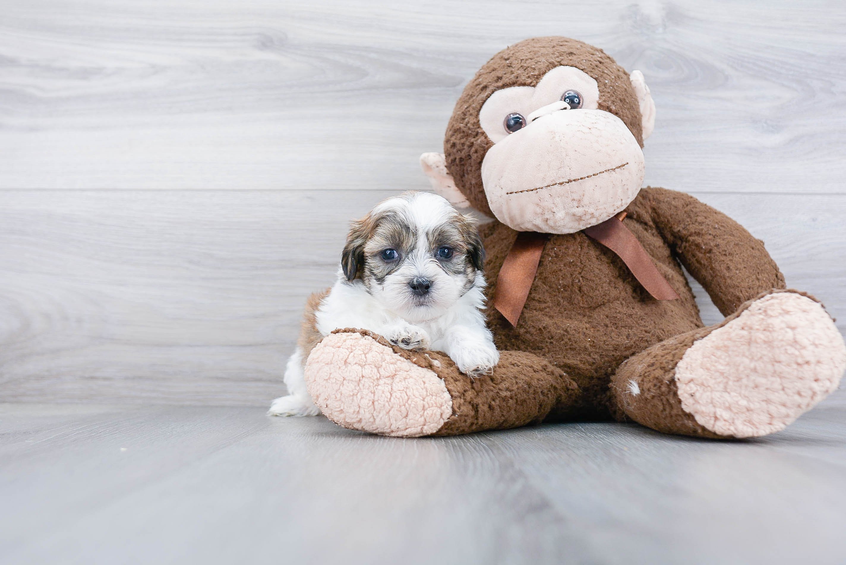 Adorable Shitzu Designer Puppy
