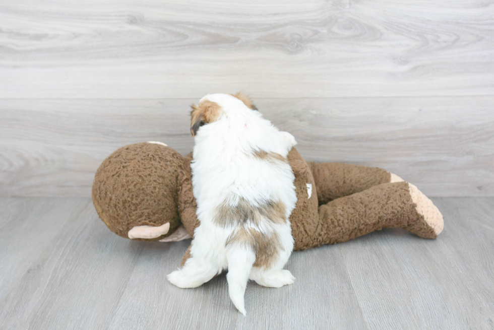 Playful Shichon Designer Puppy