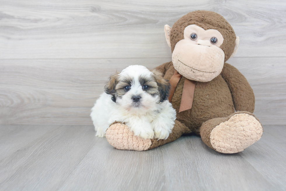 Teddy Bear Pup Being Cute