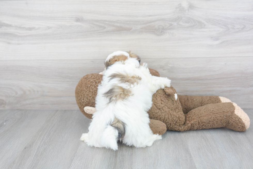 Adorable Shichon Designer Puppy