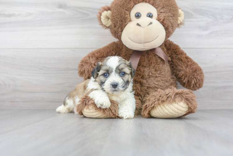 Teddy Bear Pup Being Cute